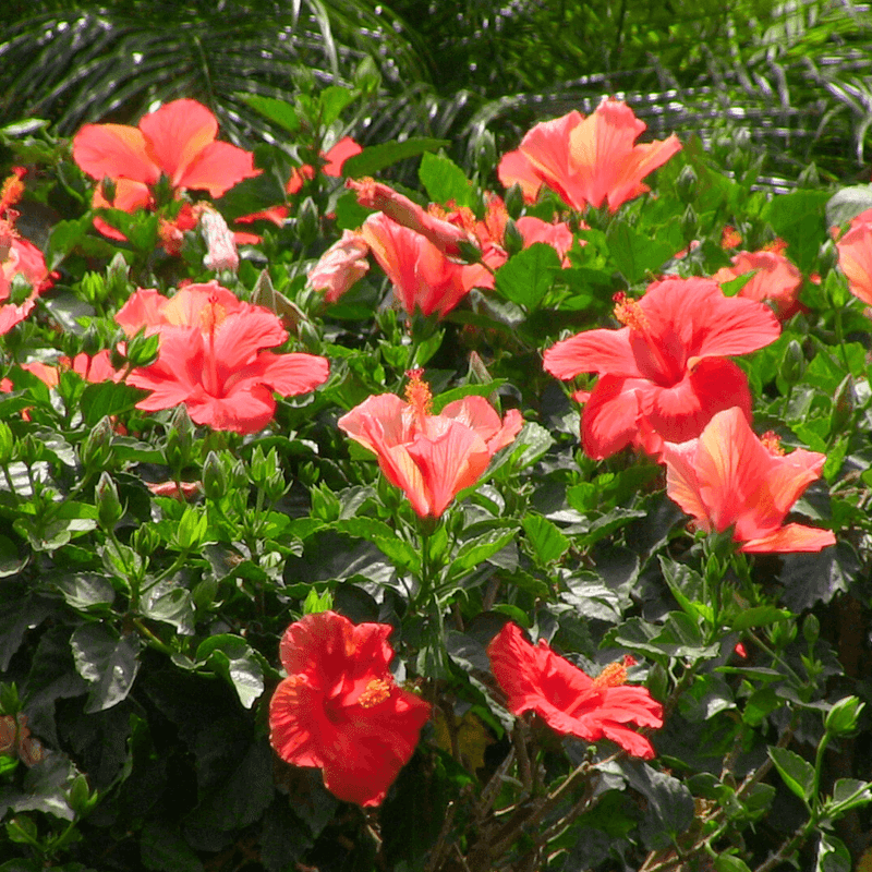 Hibiscus