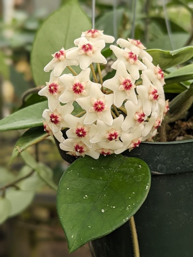 Hoya