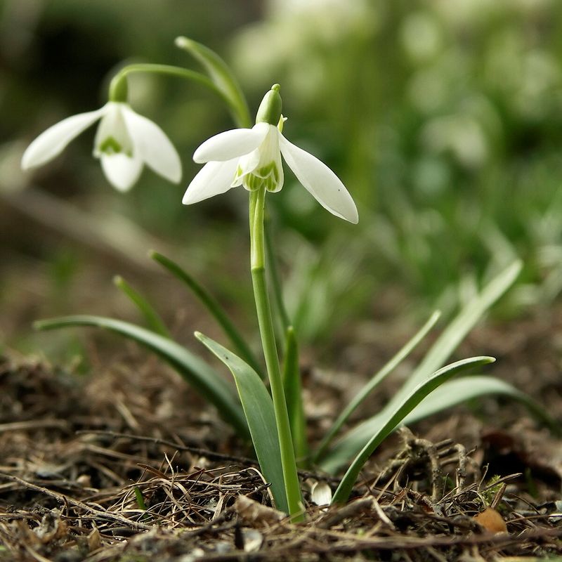 Snowdrop