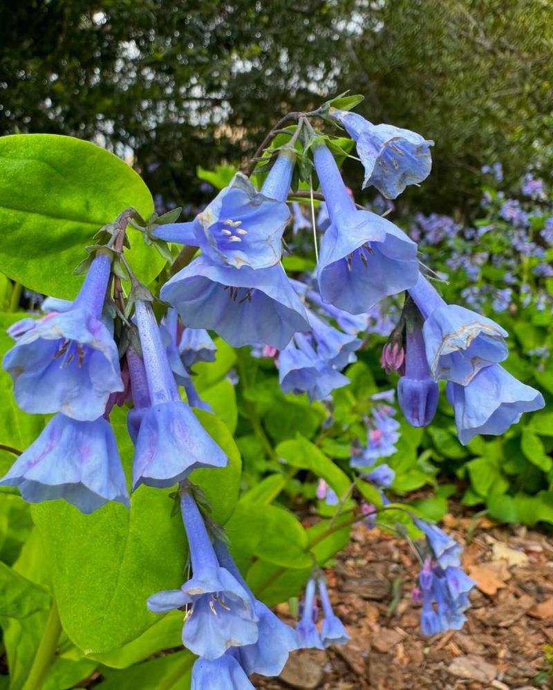 Virginia Bluebells (Mertensia virginica)