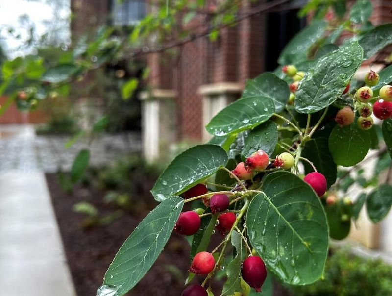 Serviceberry