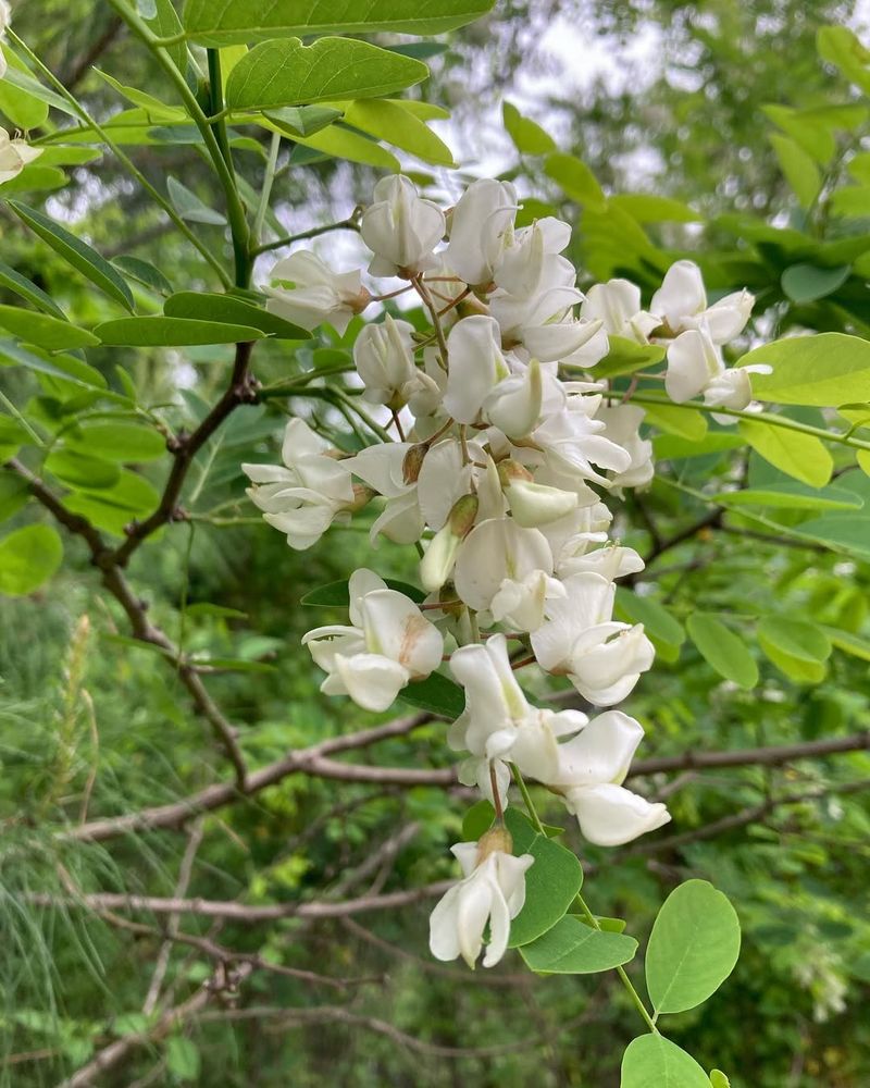 Black Locust (Robinia pseudoacacia)