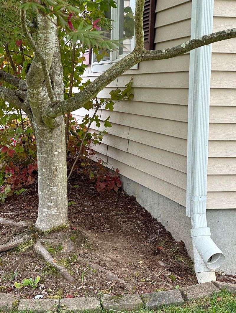 Tree Growth Too Close to Structures