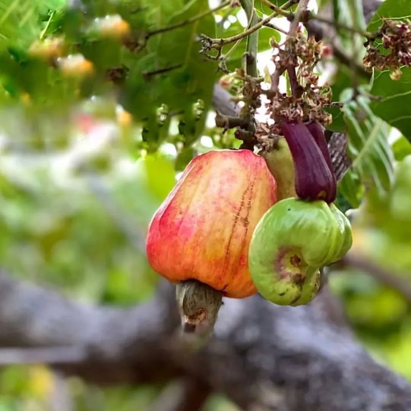 Cashew (Anacardium Occidentale)