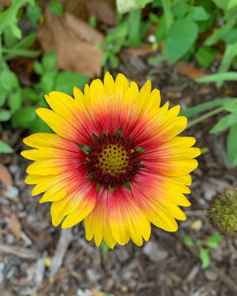 Easy to Grow from Seed