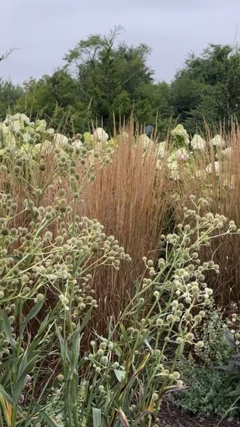 Autumn Moor Grass