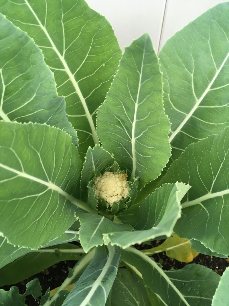 Cauliflower