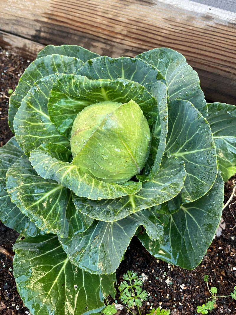 Cabbage