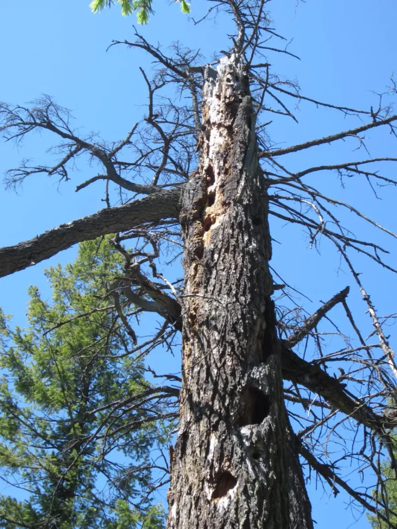 Significant Tree Decay