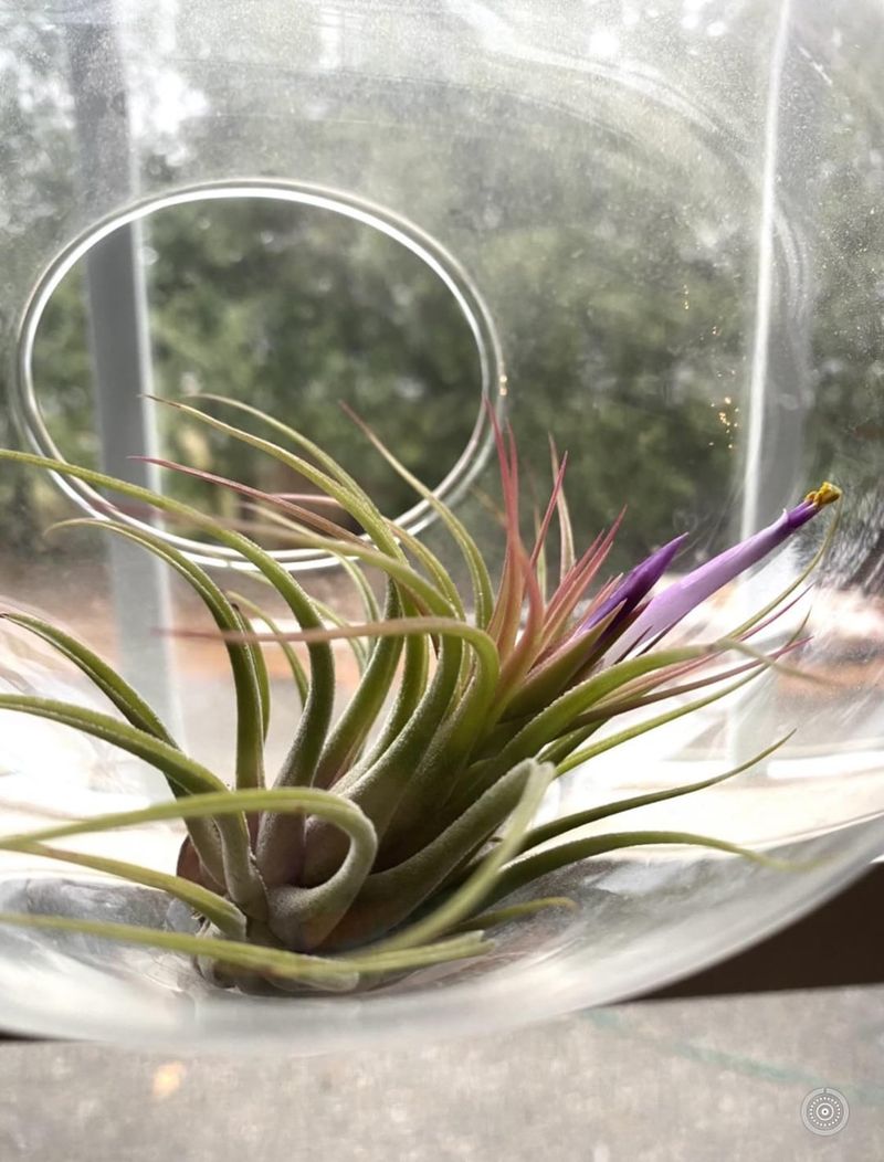 Air Plant