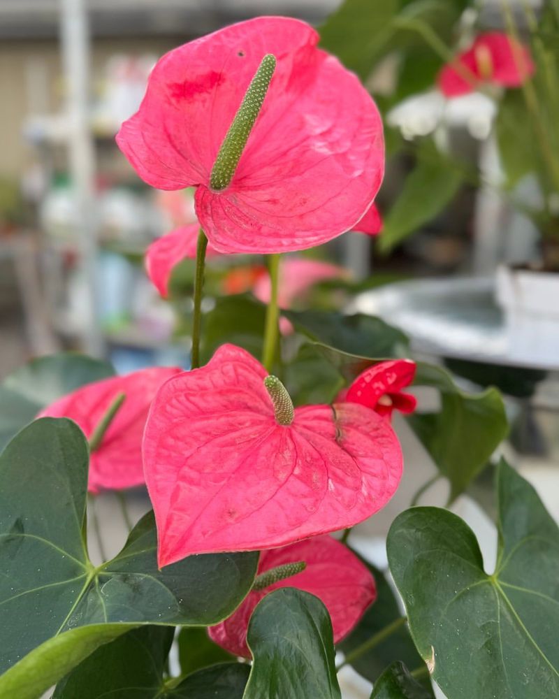 Pink Anthurium