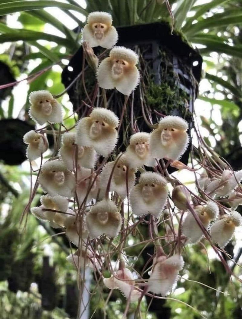 Monkey Orchid