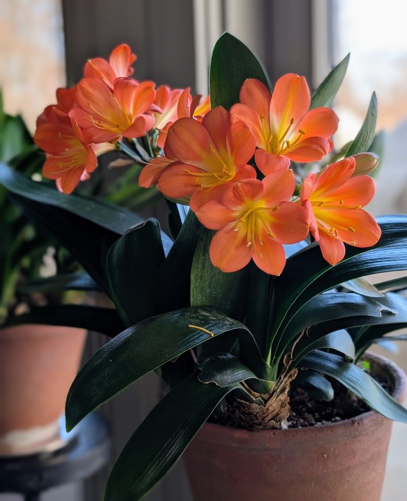 Clivia