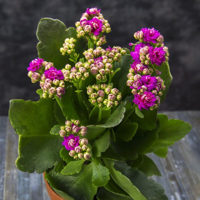 Kalanchoe