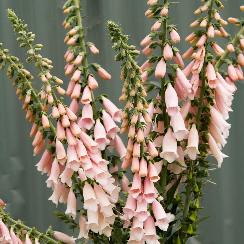 Apricot Foxglove