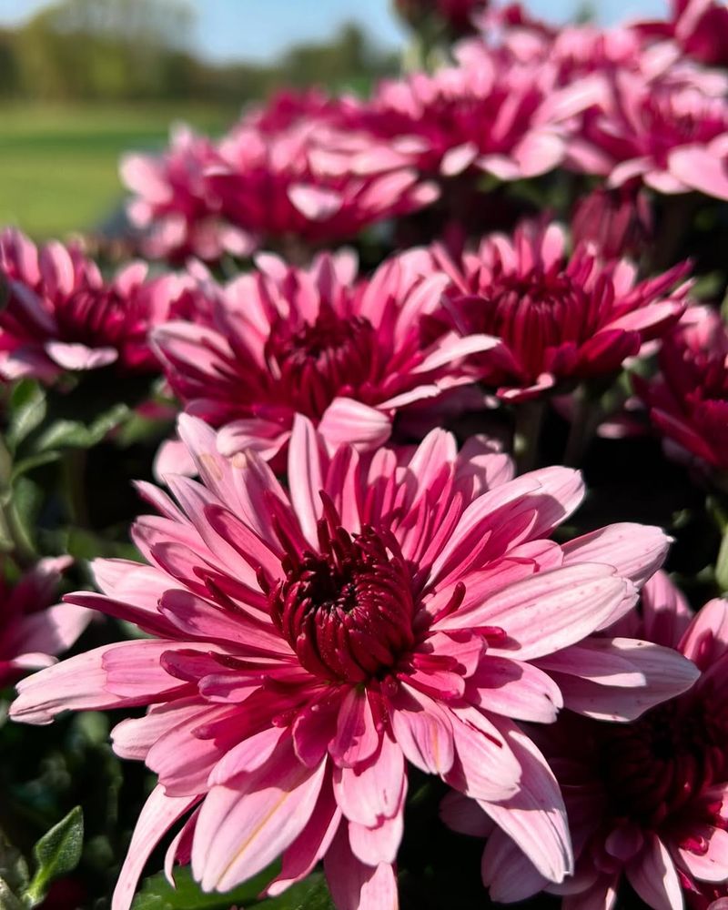 Bicolor Mums