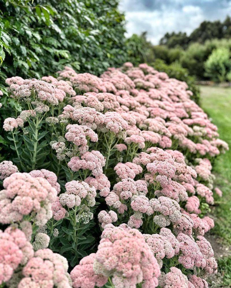 Autumn Joy Sedum