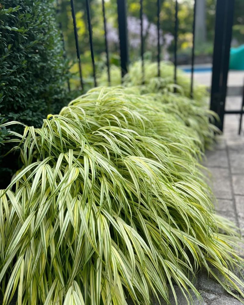 Japanese Forest Grass