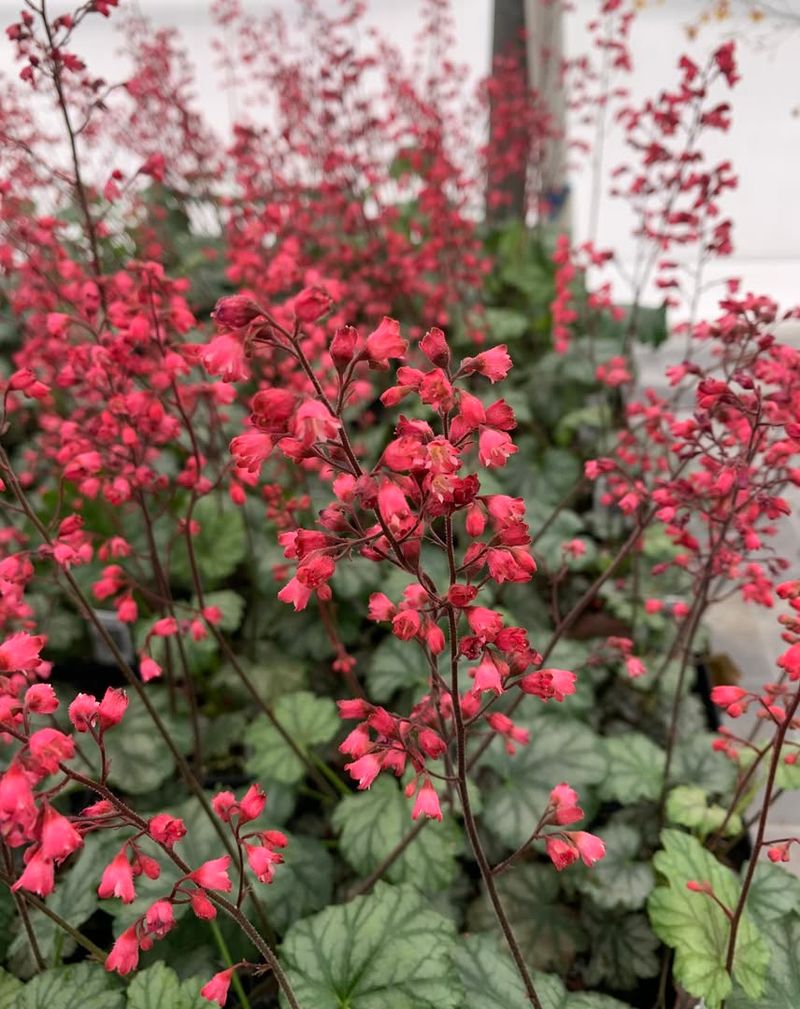 Heuchera