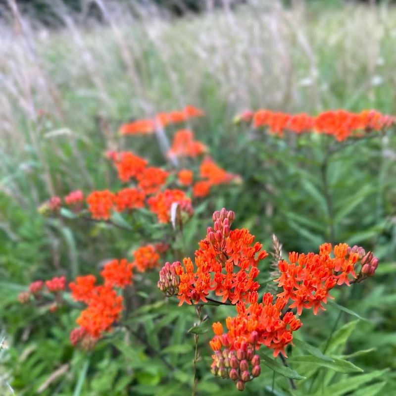 Butterfly Weed