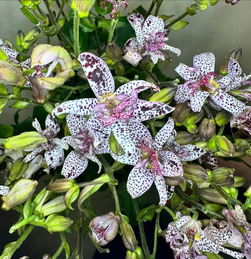 Toad Lilies