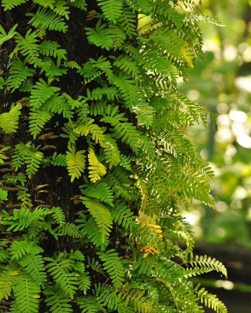 Ferns