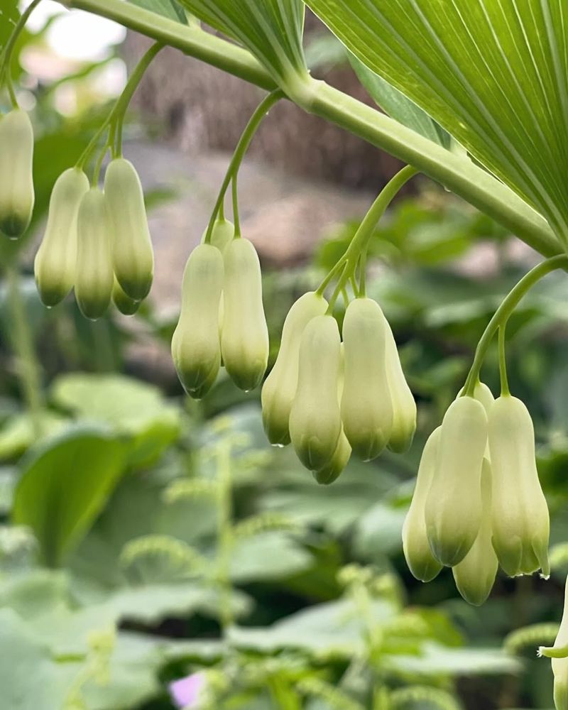 Solomon's Seal