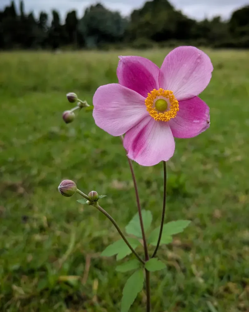 Japanese Anemone