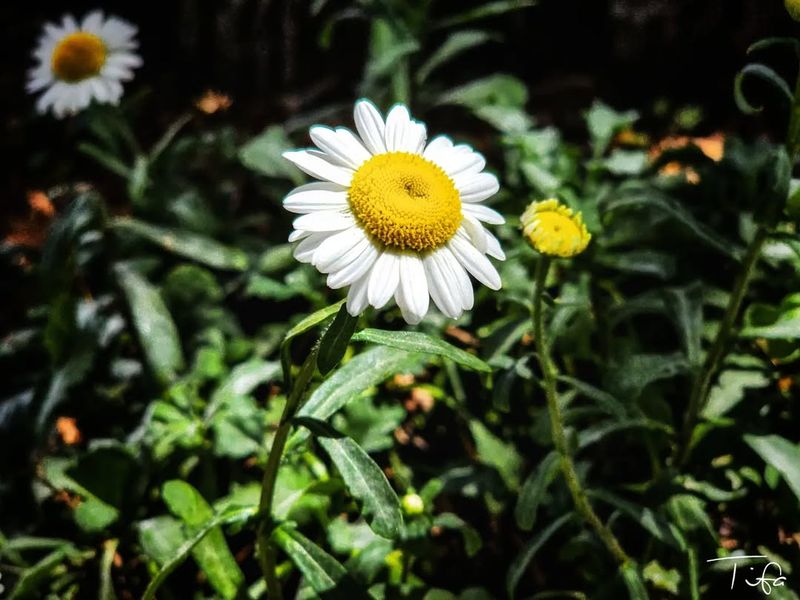 Sun-Drenched Daisy