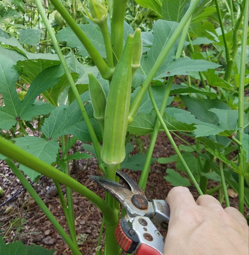 Okra