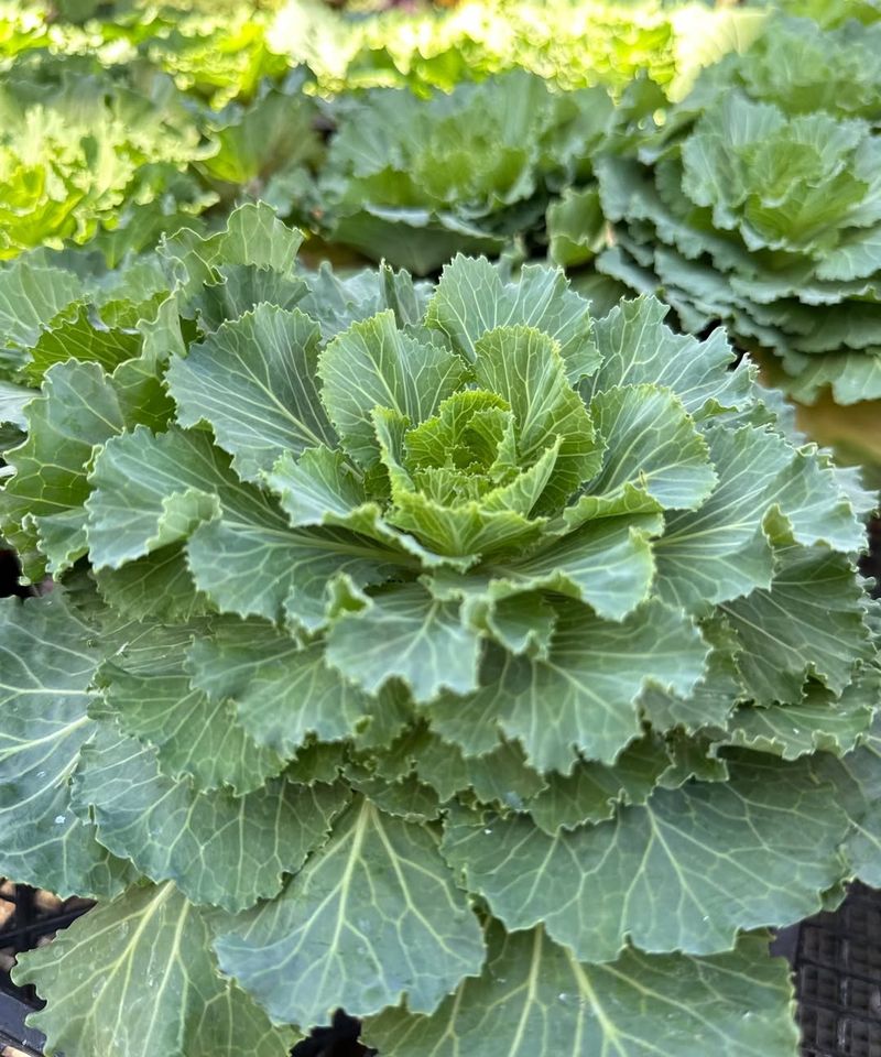 Cabbage