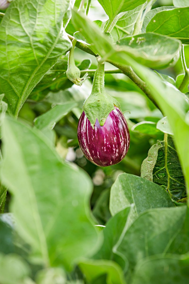 Okra & Eggplant