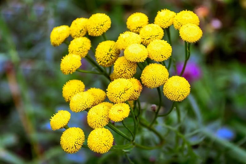 Tansy