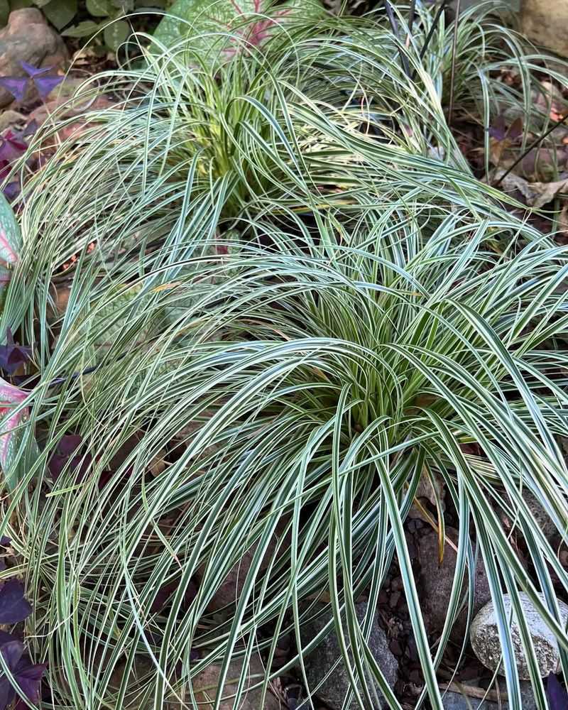 Cedar Sedge (Carex planostachys)