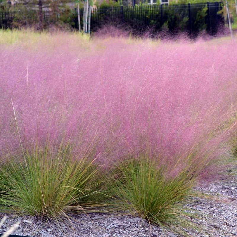 Gulf Muhly Grass