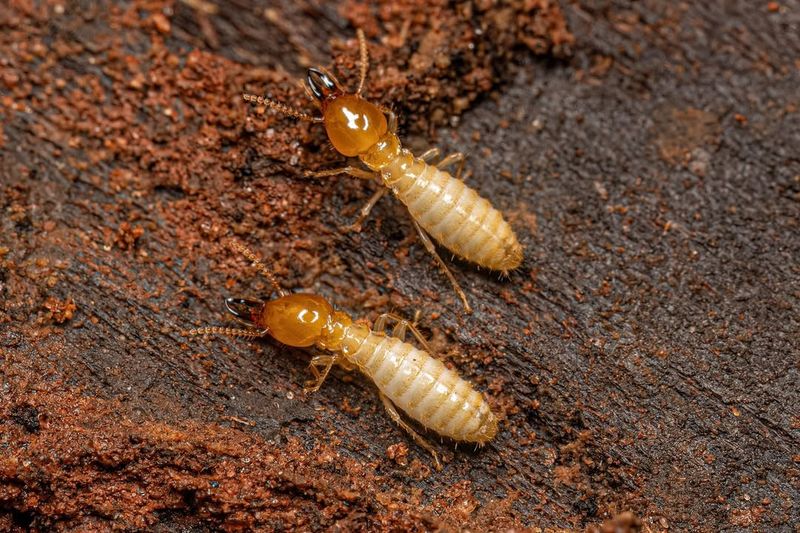 Chemical Termite Treatments