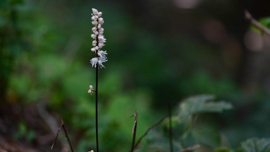 Bugbane