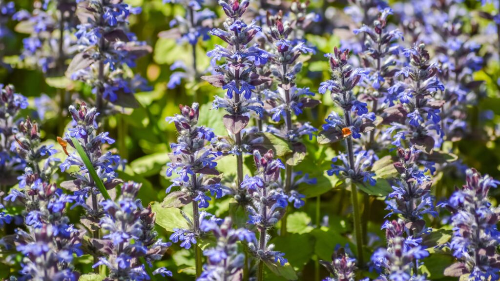 bugleweed