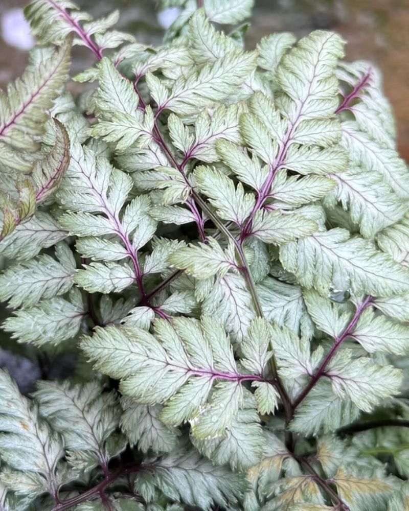 Japanese Painted Fern