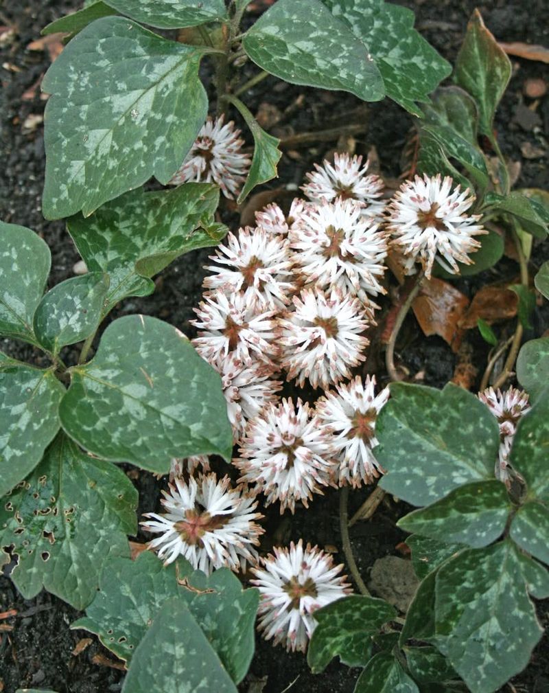 Pachysandra