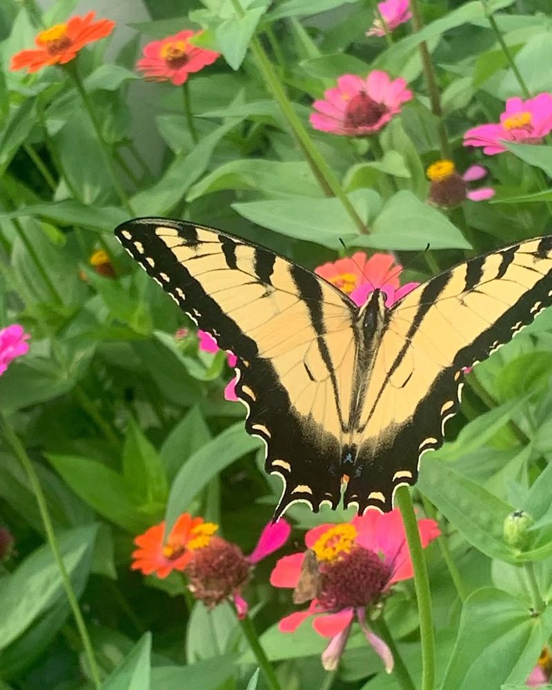 Set Up a Butterfly Garden