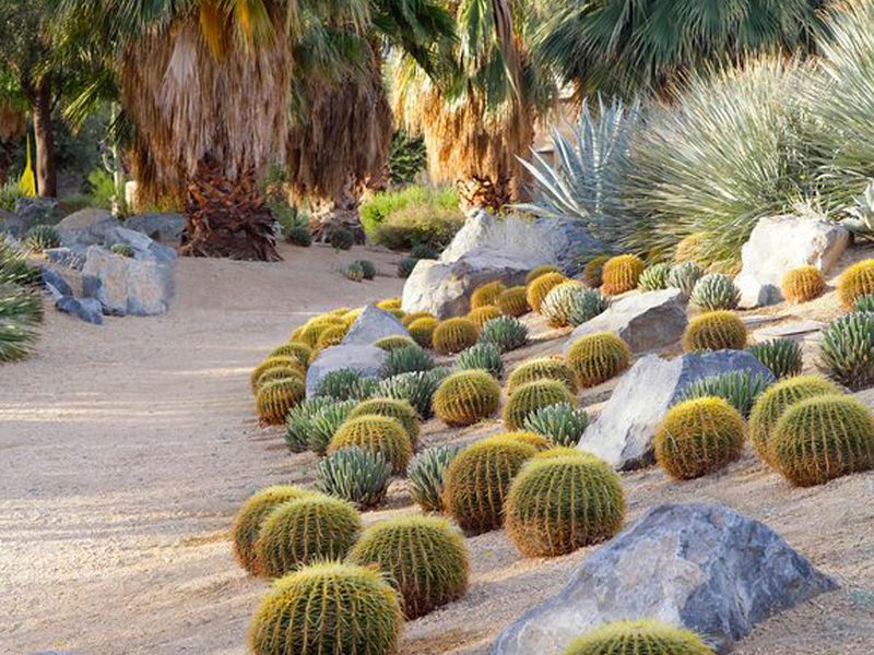 Plant Succulents and Cacti