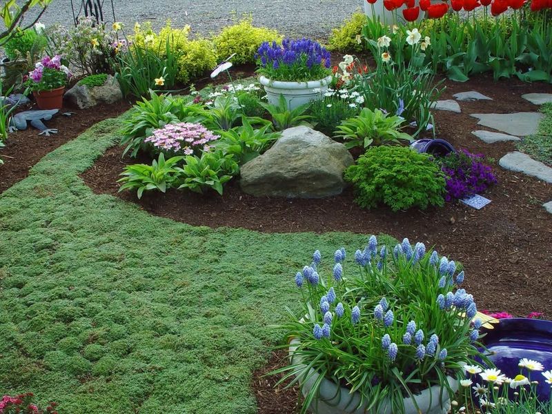 Plant Low-Maintenance Ground Cover