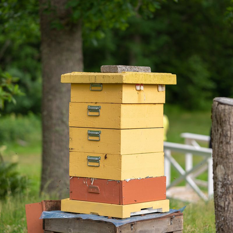 Set Up a Backyard Beehive