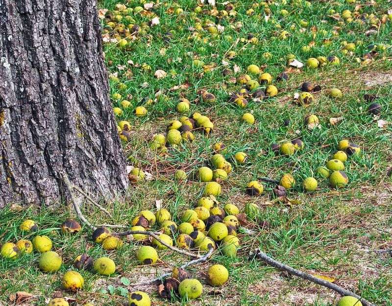 Remove fallen fruit from the ground