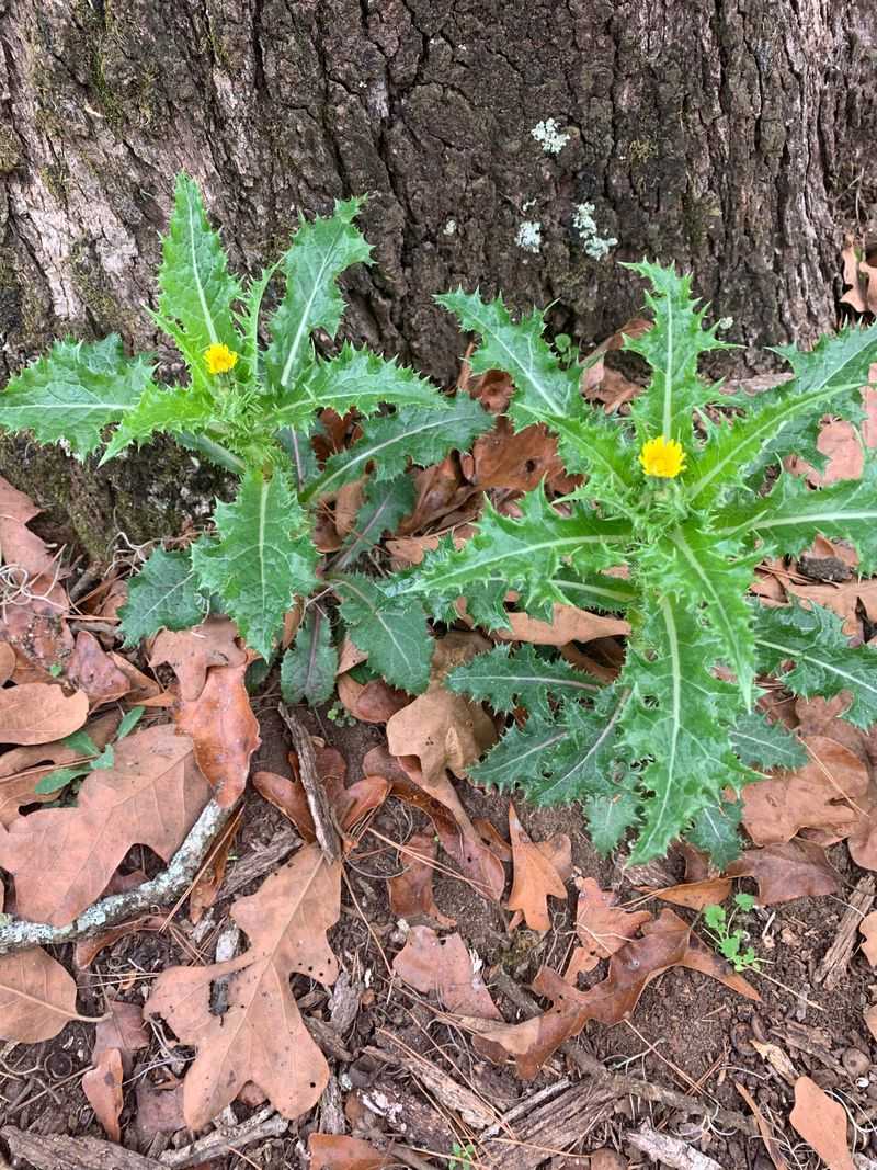 Perennial Sowthistle