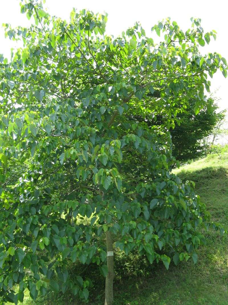 Tung Nut Tree (Vernicia Fordii)