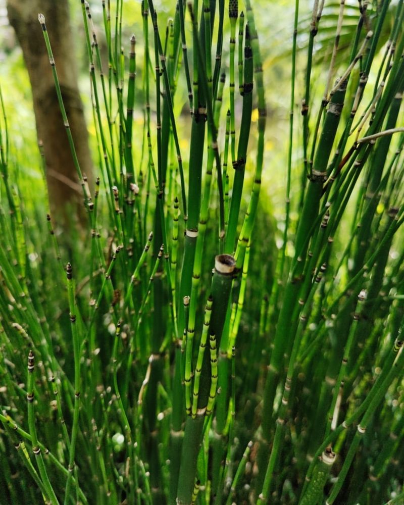 Horsetail