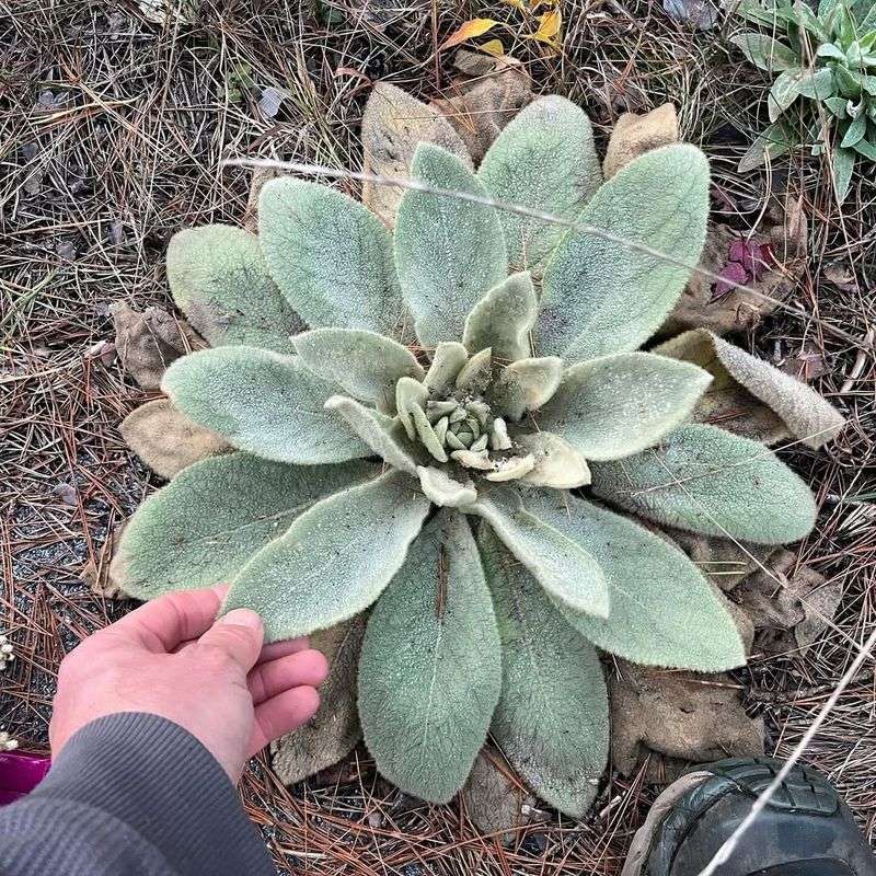 Mullein (Verbascum thapsus) – The Respiratory Remedy