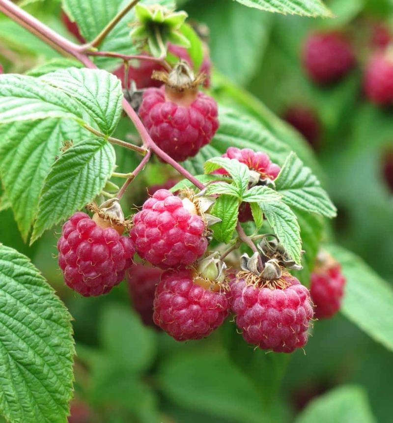 Raspberry